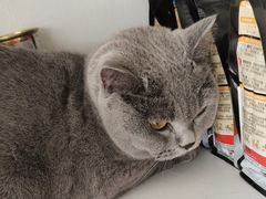 -宠福鑫康馨动物医院·骨科·眼科