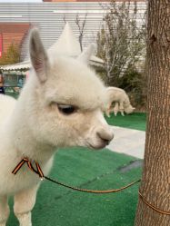 -萌宠亲子动物乐园(槐房万达店)