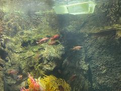 -太平洋海底世界