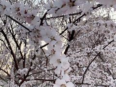 -天津东丽湖风景区