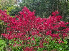 -上海共青森林公园