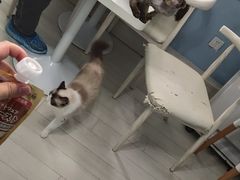 -喵的天空名猫咖啡馆·撸猫·猫舍·用品