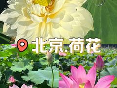 -莲花池公园