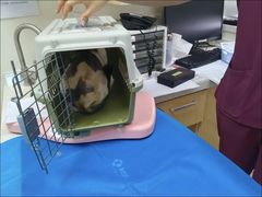 -美联众合动物医院·24h京西诊疗中心