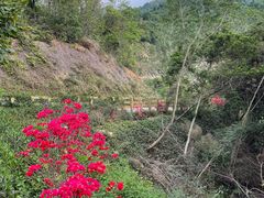 -阳台山森林公园