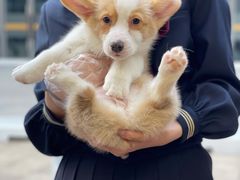 -柯斗斗主题餐厅·狗咖·围炉煮茶·茶饮(国瑞升平里店)