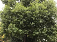 -菊花台公园