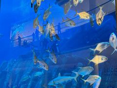 -迪拜水族馆及水下动物园