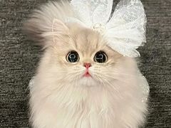 -山宅一喵德文卷毛猫舍