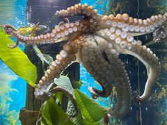 -凯莉-塔尔敦海洋生物水族馆