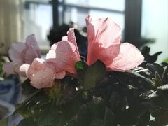 -双季花艺园艺市场(浦东店)