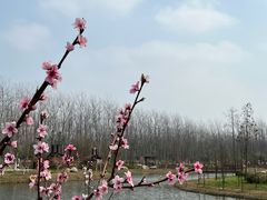 -合肥滨湖国家森林公园