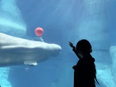 -海合安武汉极地海洋公园