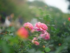 -人民公园(罗湖区)