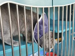 -pd派德宠物中心医院24H急重症·眼科中心·血液透析中心(嵩山北路店)