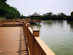 -大湾区中央湿地公园
