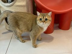 -平行世界·猫咖(首经贸店)