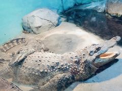 -新疆天山野生动物园