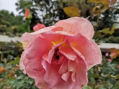 -人民公园(罗湖区)