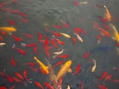 -石家庄市植物园