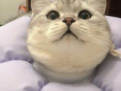 -瑞派动物医院·猫专科·至诚(江南中分院)