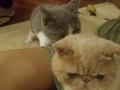 -芭比堂动物医院·24小时·眼科中心(深圳中心)