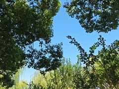 -西湖外事游船(花港观鱼码头)