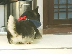 -逗柴咖啡屋·狗咖猫咖宠物桌游