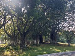 -东莞植物园