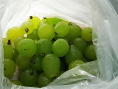 -马陆小张葡萄园农家乐