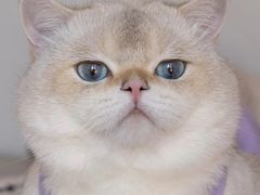 -佳怡动物医院·平价24小时·猫专科骨外科