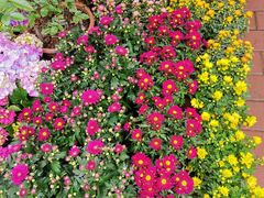 -桂林市花鸟市场