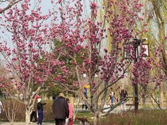 -西海子公园