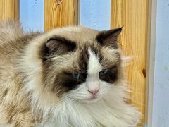 -青奢宠物·青奢猫舍