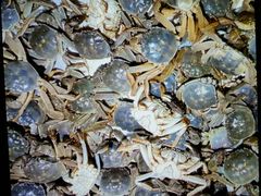 -欢乐牧场海鲜烤肉自助(牡丹园店)