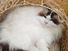 -和它·交个朋友·狗咖猫咖(爱琴海店)