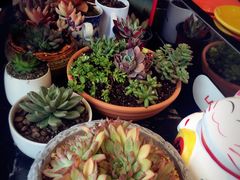 -森居forest休闲咖啡聚集地