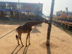 -西霞口神雕山野生动物世界