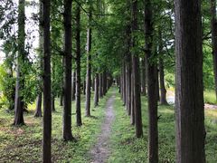 -上海长兴岛郊野公园