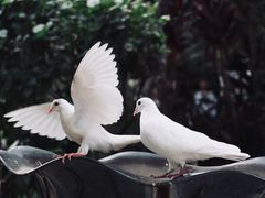 -西禅古寺售票处