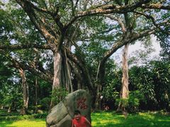 -瑞丽独树成林风景区