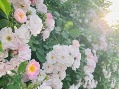 -无锡师范学校附属小学(学前街校区)