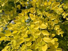 -武清南湖绿博园