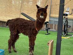 -美家乐农庄·露营·团建(大治路店)