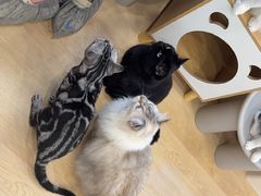 -有喵·猫咖·狗咖·30几只猫10只小狗(岗厦店)