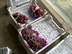 -马陆小张葡萄园农家乐