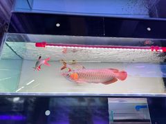 -青石桥花鸟鱼虫市场(叠翠城店)