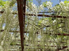 -嘉定紫藤园