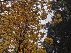 -洲头咀公园