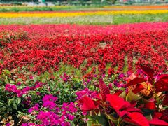 -莲花山花海